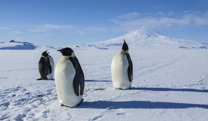 Antarktida: Rok na ledu - Z filmu