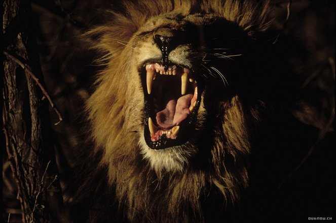 Roar: Lions of the Kalahari - Z filmu