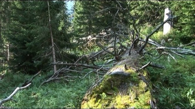 Znovuzrodenie lesa - Z filmu
