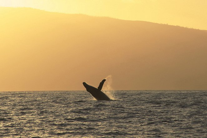 Humpback Whales - Z filmu