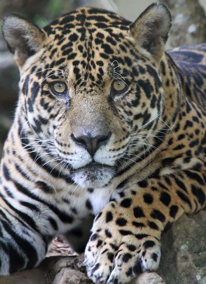 Velká pětka Jižní Ameriky - Der Jaguar - Z filmu