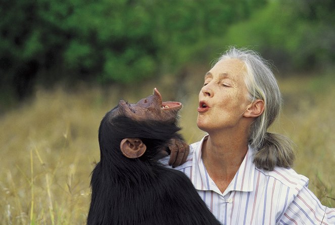 Životní cesta Jane Goodallové - Z filmu - Jane Goodall
