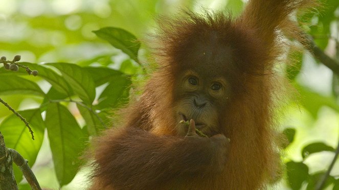 Poslední ráj orangutanů - Z filmu