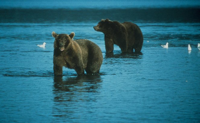 Země plná grizzlyů - Z filmu