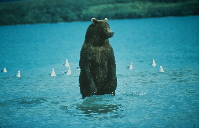 Země plná grizzlyů - Z filmu