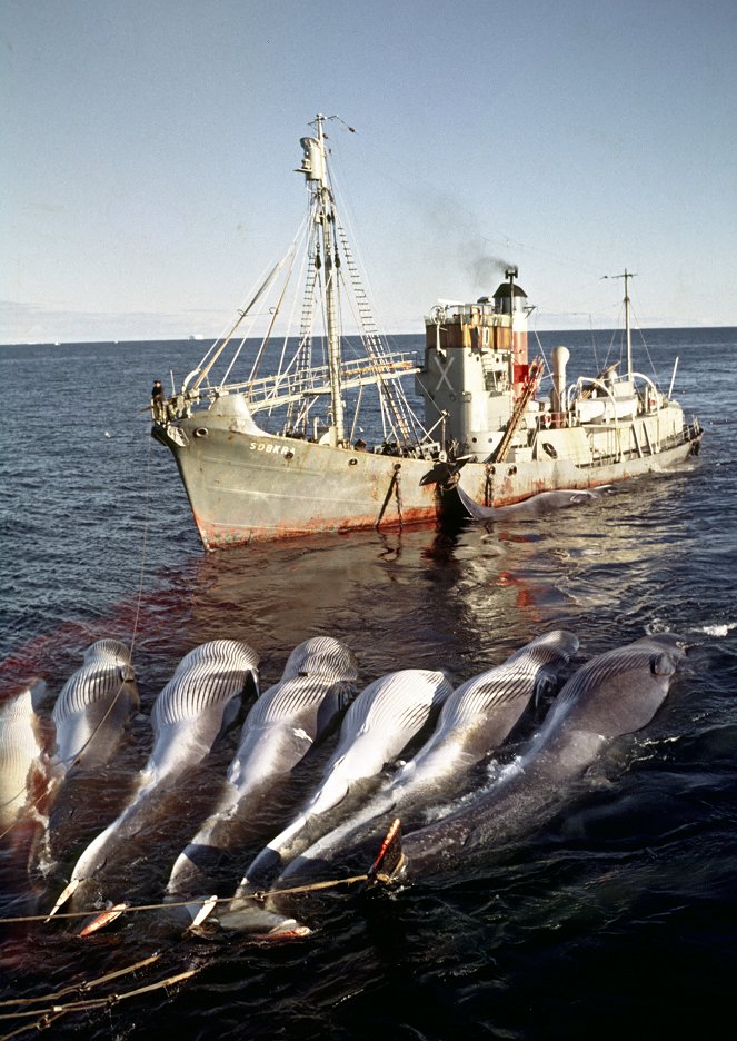 Příběh lovců velryb - Z filmu