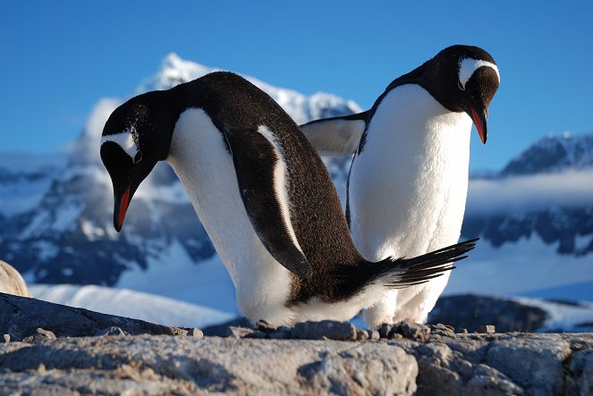 Svět přírody - Série 33 - Poštovna v zemi tučňáků - Z filmu