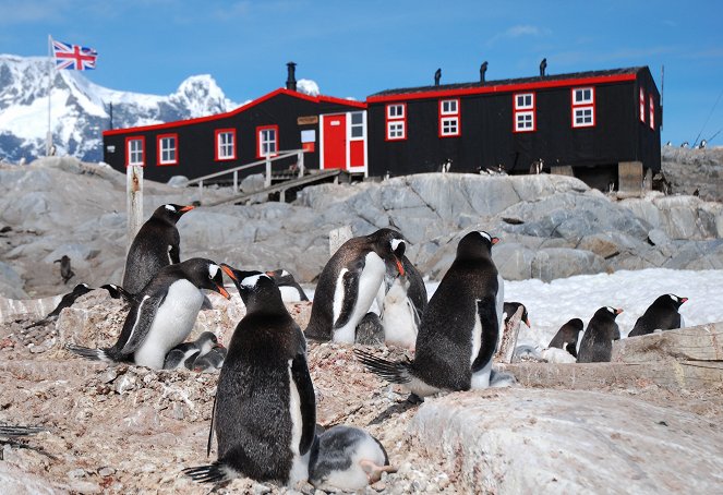 Svět přírody - Poštovna v zemi tučňáků - Z filmu