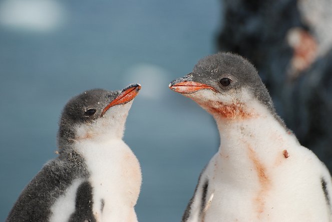 Svět přírody - Poštovna v zemi tučňáků - Z filmu