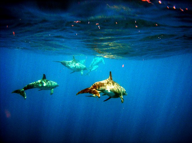 Tajemství oceánu - Z filmu