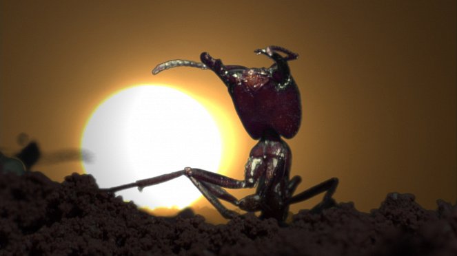 Mravenci útočí - 