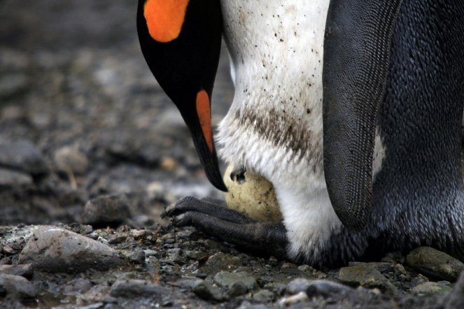 David Attenborough: Příběh tučňáka - Z filmu