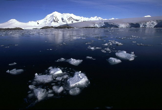 Tuleň leopardí: Pán ledu - Z filmu