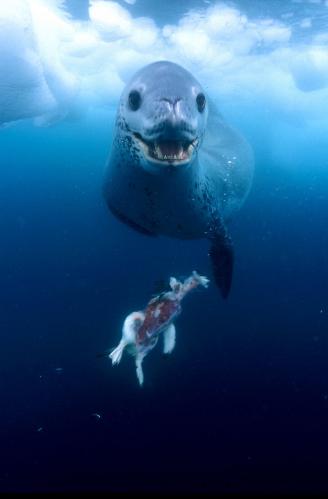 Tuleň leopardí: Pán ledu - Z filmu