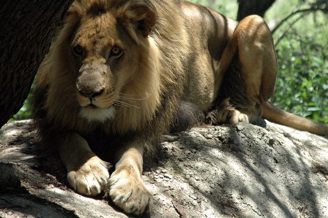 Na cestě - Na cestě po jihoafrické Mpumalanze - Z filmu