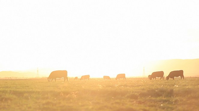 Cowspiracy - Klíč k udržitelnosti - Z filmu
