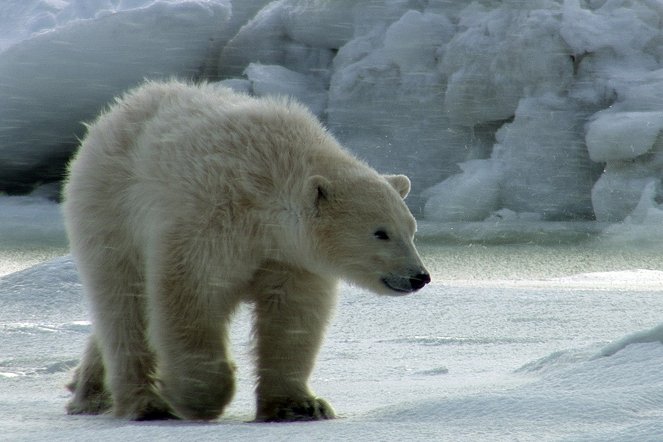 Město ledních medvědů - Z filmu