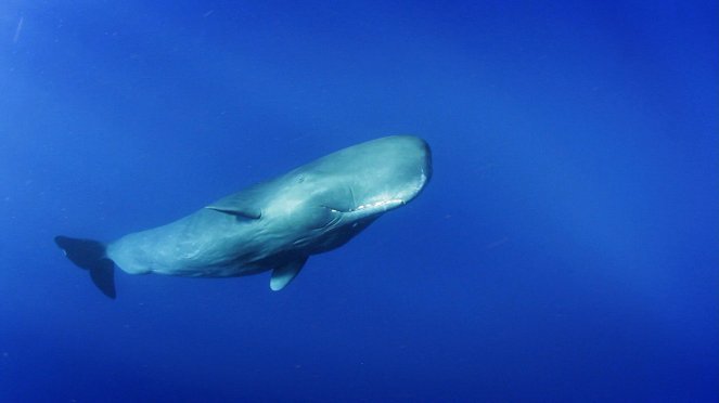 Moby Dick: Srdce velryby - Z filmu