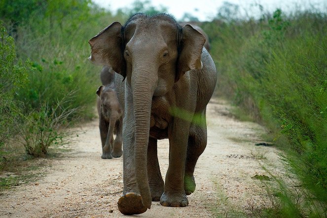 Svět přírody - Sri Lanka: Elephant Island - Z filmu