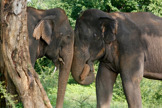 Svět přírody - Sri Lanka: Elephant Island - Z filmu