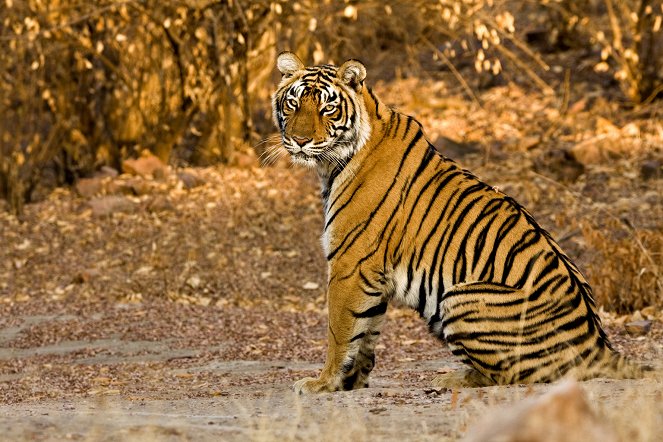 Svět přírody - Návrat tygrů - Z filmu