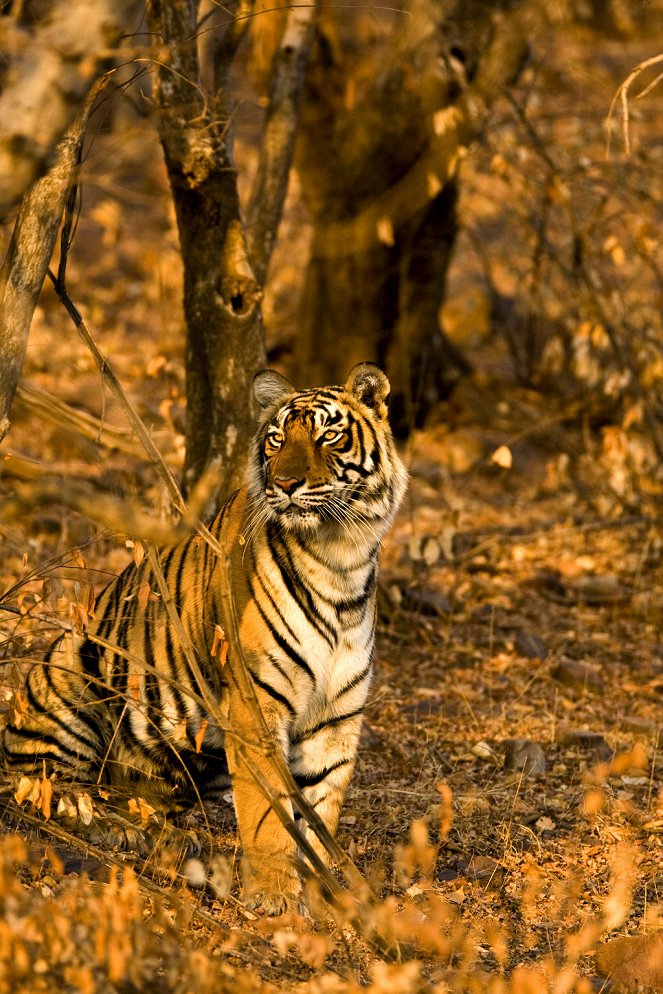 Svět přírody - Návrat tygrů - Z filmu