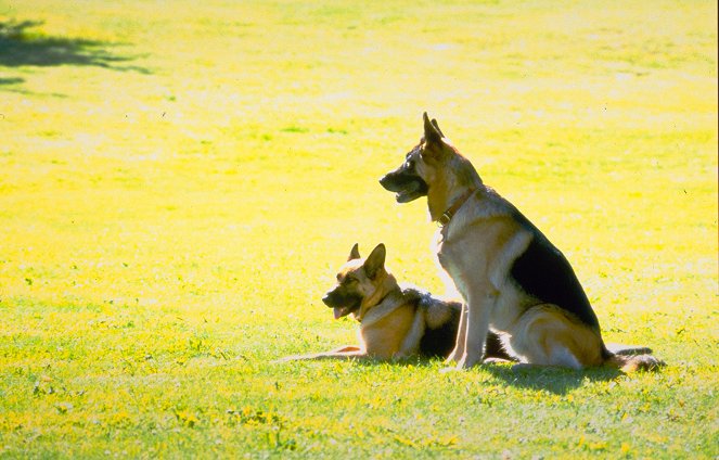 K-9: Soukromý detektiv - Z filmu