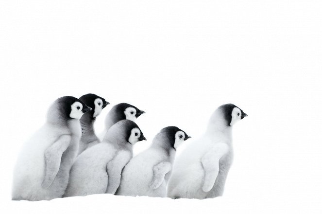 Putování tučňáků: Volání oceánu - Z filmu