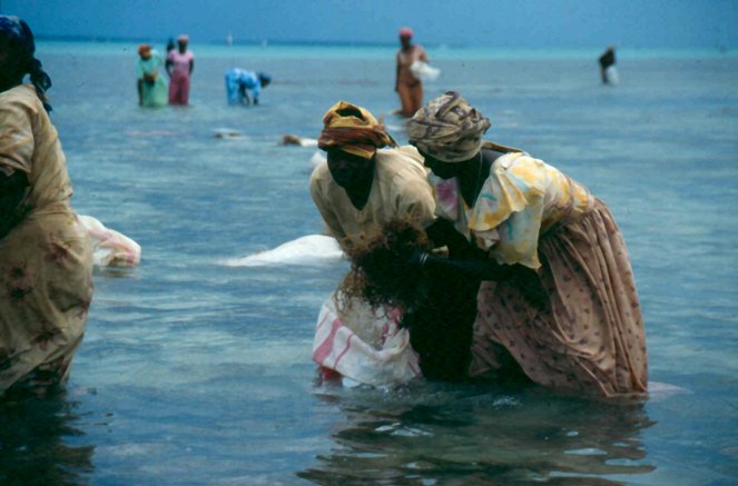 Die Algenbäuerinnen von Sansibar - Z filmu