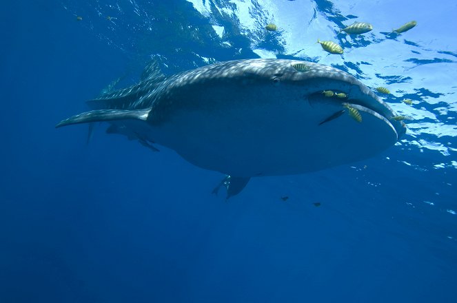 Svět přírody - Žralok velrybí - Z filmu