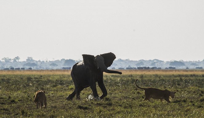 Slon: Král Kalahari - Z filmu