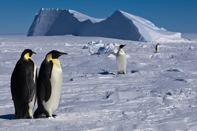 Antarktida: Příběhy z konce světa - Z filmu