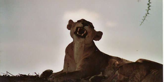 Lvi na pokraji přežití - Z filmu