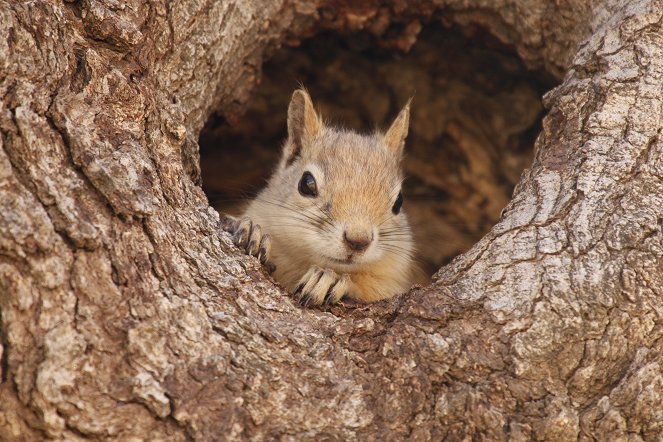 Veverky - skryté v kmenech dubů - Z filmu