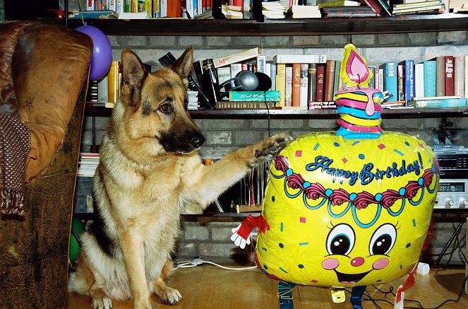 Komisař Rex - Všechno nejlepší k narozeninám - Z filmu - pes Rhett Butler