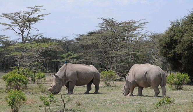 Naděje pro severní bílé nosorožce - Z filmu