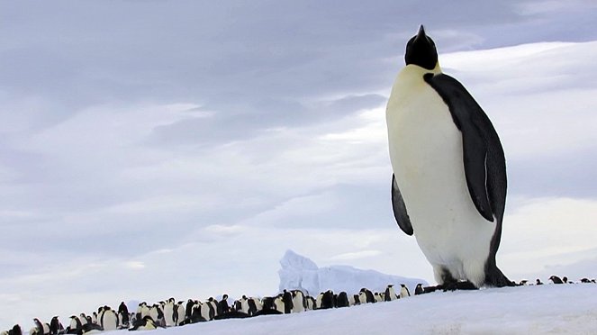 Divoká Antarktida - Z filmu