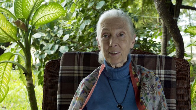 Zachraňme ostrovní ráj - Z filmu - Jane Goodall