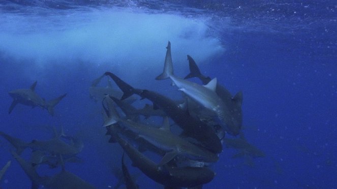 Žralok versus tuňák - Z filmu