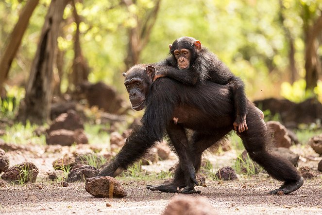 David Attenborough: Zvířecí dynastie - Série 1 - Šimpanzi - Z filmu