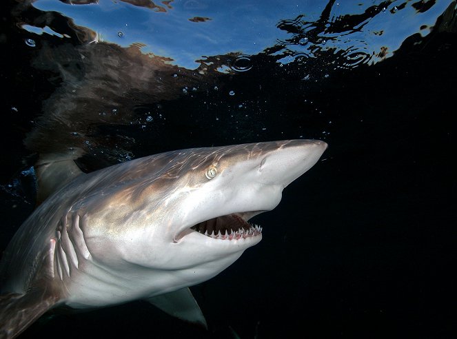 Geheimnisvolle Tigerhaie - Spurensuche im Ozean - Z filmu