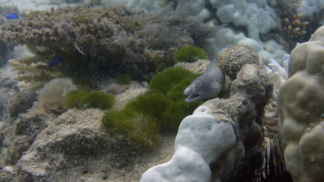 Poslední mohykáni korálových útesů - Z filmu