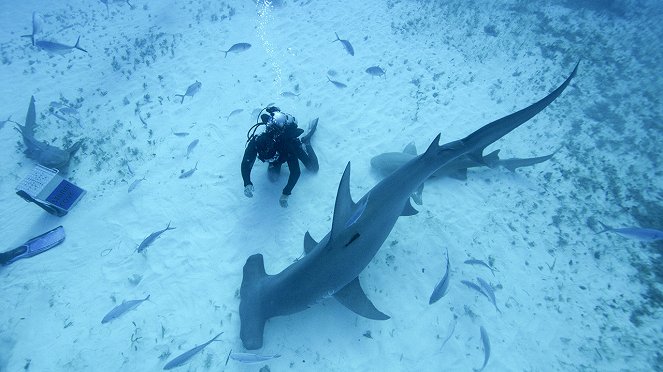 Člověk proti žralokům - Z filmu