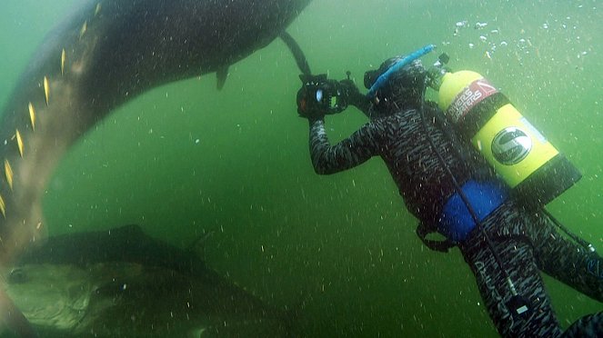 Thunfische - Jäger der Meere - Z filmu