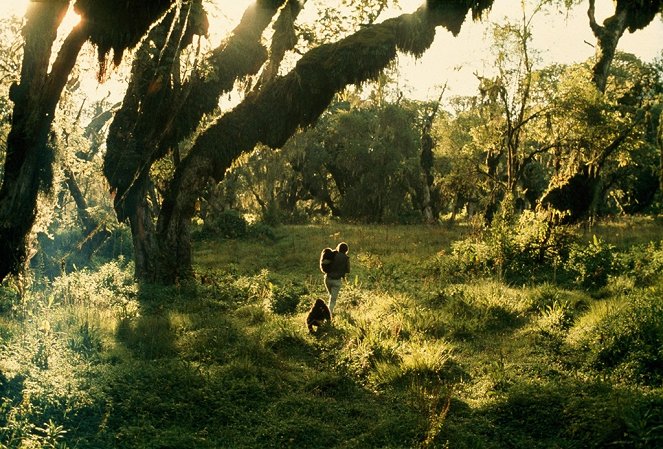Fosseyová a tajemství v mlze - Z filmu