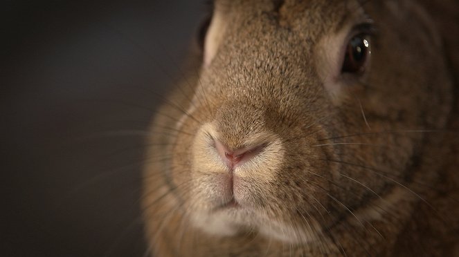 Překvapující svět králíků - Z filmu