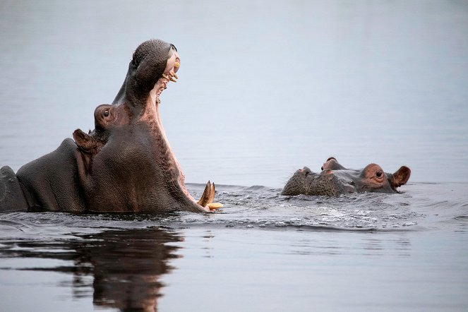 Svět přírody - Série 38 - Hroši z delty Okavanga - Z filmu