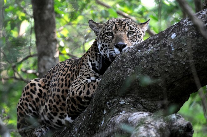 Svět přírody - Jaguáři – šelmy z pralesa - Z filmu