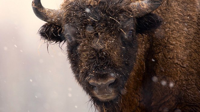 Aventures en terre animale - Le Bison de Pologne - Z filmu