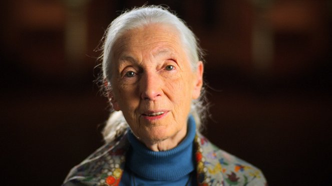 Dopis mému idolu - Jane Goodall - Z filmu - Jane Goodall